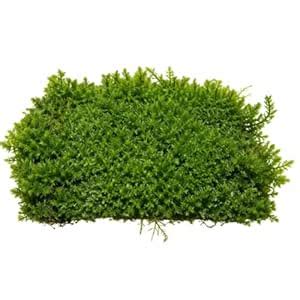 PREMIER PLANTS Zipper Moss Fissidence crispulus Aquarium Live Plant ...