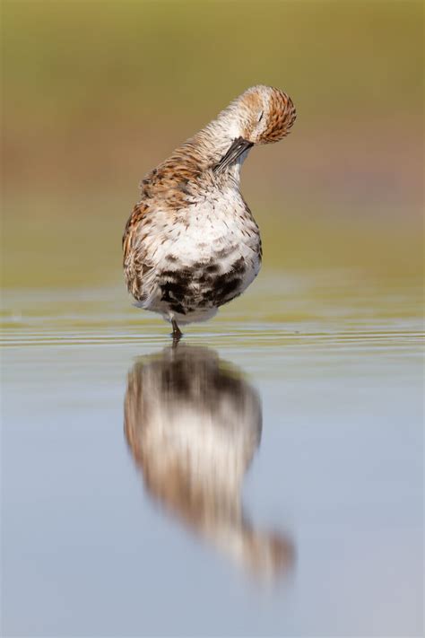 Nikon Program Mode 的图像结果