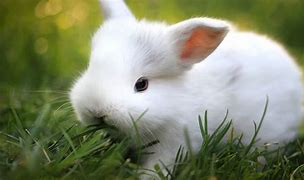 Image result for Bunny Cuteness