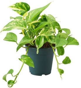 GreenM Money Plant Price in India - Buy GreenM Money Plant online at ...