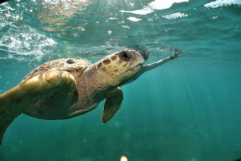 Confirmed Tour this Wednesday! Half Day Snorkel/Dive@ Barrier Reef ...