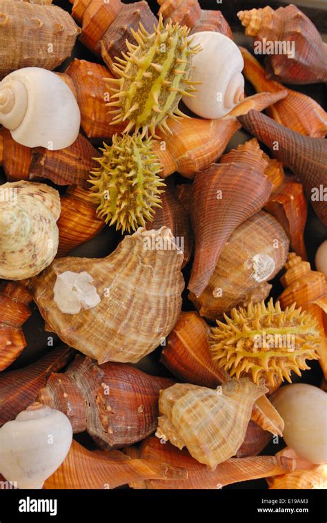 Image result for Marine Shells