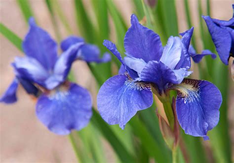 Siberian Iris Varieties Siberian Iris: A Beautiful And Hardy Addition