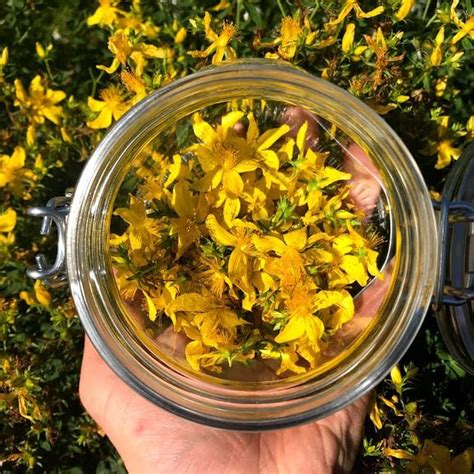 Herbs in Your Hands: A Practical Introductory Herbalism Course – Spring ...