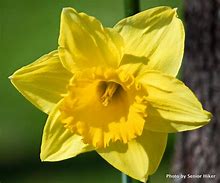 Image result for Brecks Daffodils