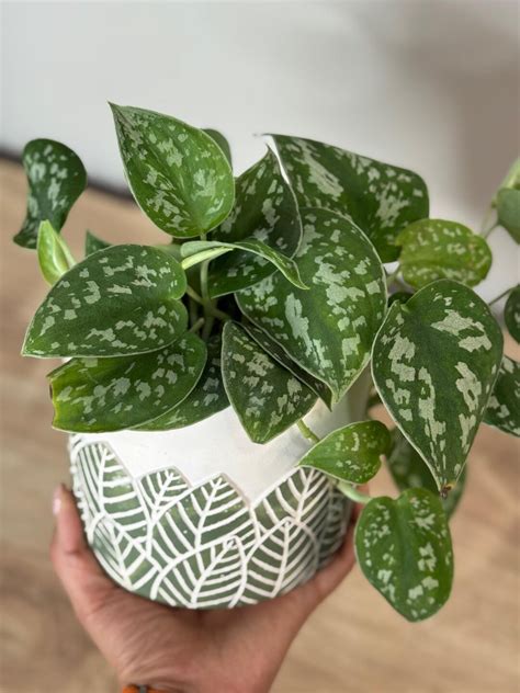 Fast Growing Trailing Plants