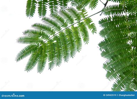 Pinnately compound leaf stock image. Image of silk, plant - 34942519