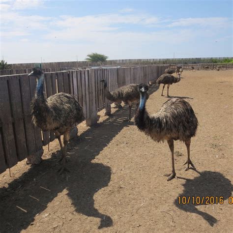 AVES GIGANTES DE PERU (2025) All You Need to Know BEFORE You Go (with ...