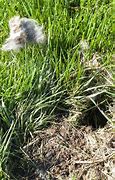 Image result for Rabbit Nest in Yard