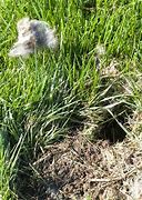 Image result for Baby Rabbit Nest in Yard