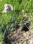 Image result for What Does a Wild Rabbit Nest Look Like