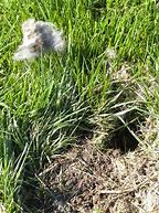 Image result for Wild Baby Rabbits Nest