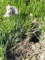 Image result for Bunny Nest Pic