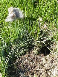 Image result for Rabbit Nest in Grass