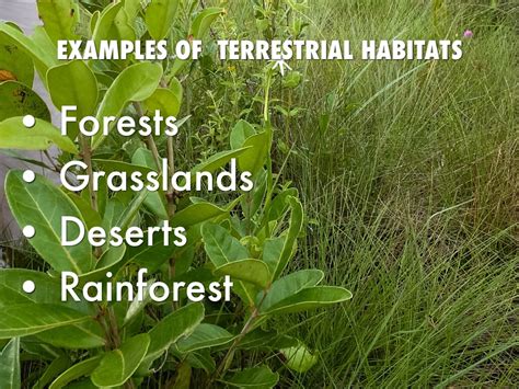 Image result for Habitat Example