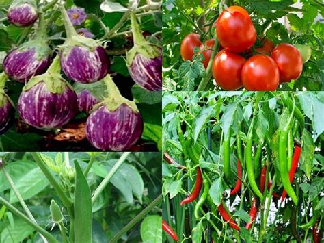 भाजीपाला पिकांच्या फळधारणेतील समस्या व उपाययोजना