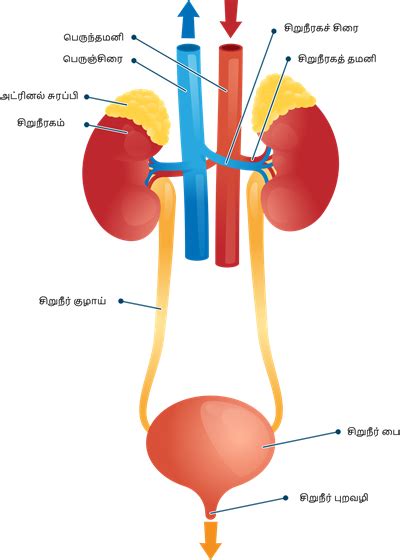 நாளமில்லாச் சுரப்பி மற்றும் கழிவு நீக்க மண்டலங்கள் — lesson. அறிவியல் ...