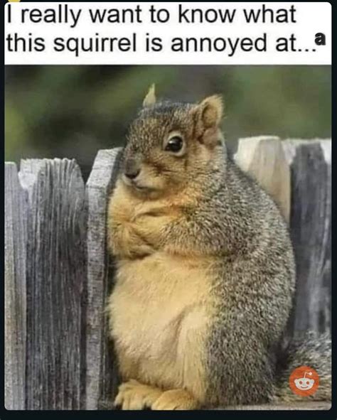 Squirrel meme : r/squirrels