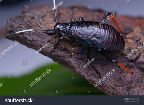 Rare Cockroach 的图像结果