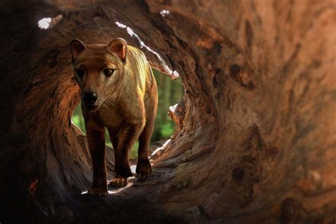 De-extinction company claims it has nearly complete thylacine genome ...