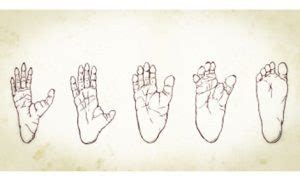 Human Foot Evolution 的图像结果