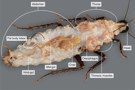 Dissection of Cockroach 的图像结果