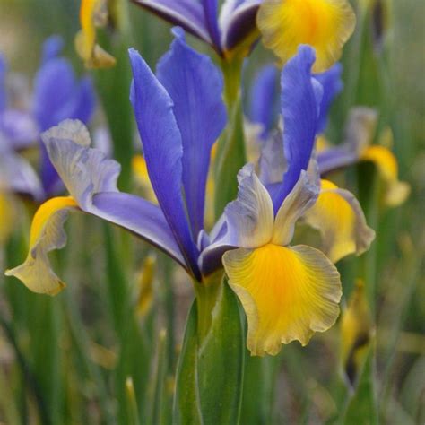 Iris hollandica 'Miss Saigon' - buy Irises at Coolplants
