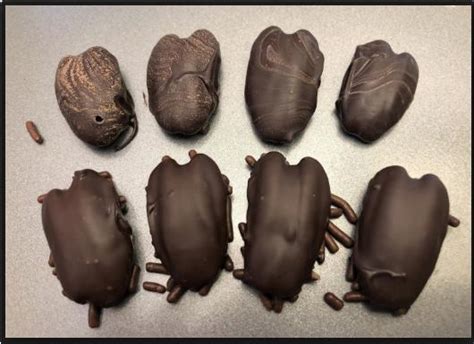 Unknown facts about chocolates There are cockroaches in your chocolate ...