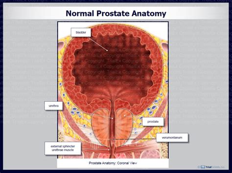 Image result for Normal Prostate Levels