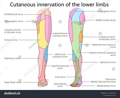 Nerve Distribution Lower Leg