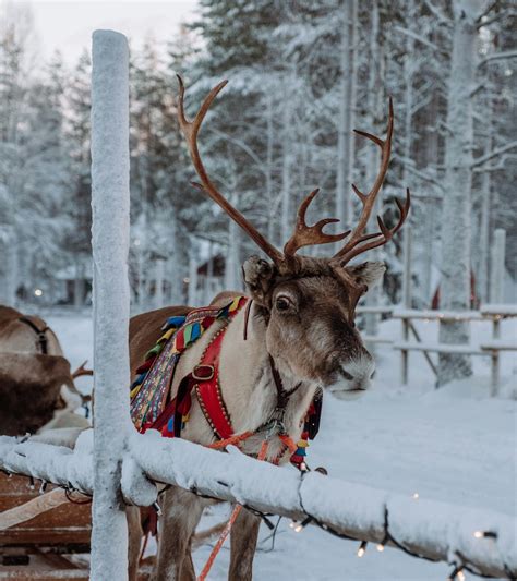 What Do Santa's Reindeer Eat? Give Them These Healthy Treats