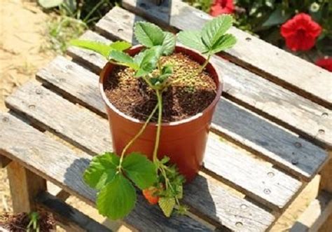 盆栽草莓的种植方法 这四个技巧超实用 - 早旭经验网