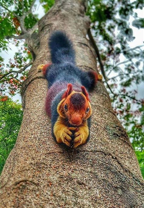 Beautiful Malabar Giant Squirrels From India. | Indian giant squirrel ...