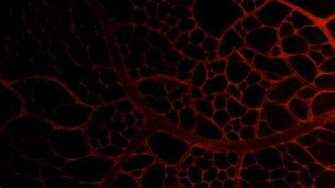 Image result for Angion Method Review