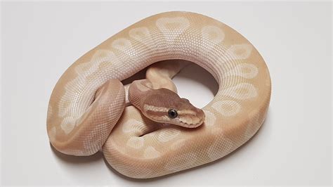 Image result for Crystal Ball Python