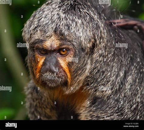 White-Faced Saki Monkey (pithecia pithecia) female Stock Photo - Alamy