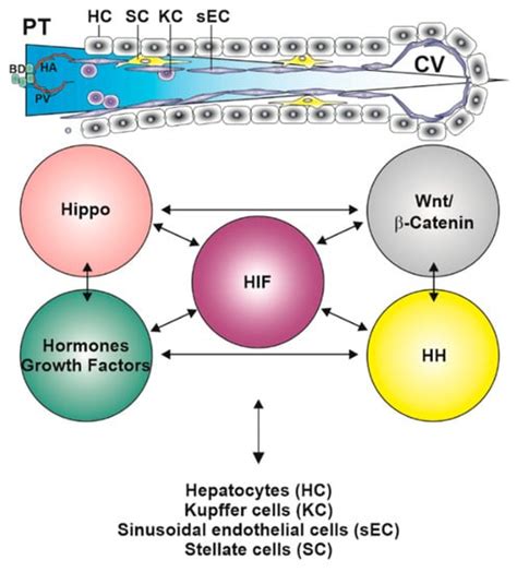Liver Zonation in Health and Disease: Hypoxia and Hypoxia-Inducible ...