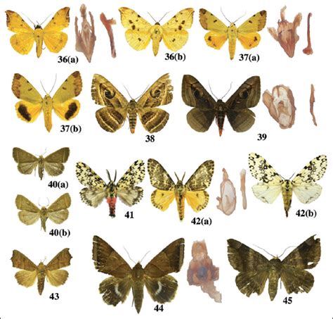 An inventory of moths (Lepidoptera: Heterocera) from Kullu and Mandi ...