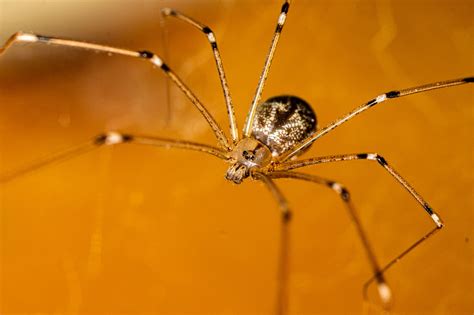 What Spiders Look Like Daddy Long Legs
