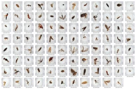 Towards a Taxonomy Machine: A Training Set of 5.6 Million Arthropod Images