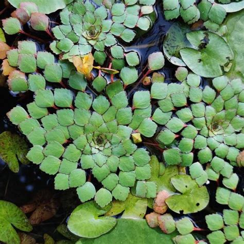 Ludwigia sedoides (mosaic flower) 20 plants – Santhi Online Plants