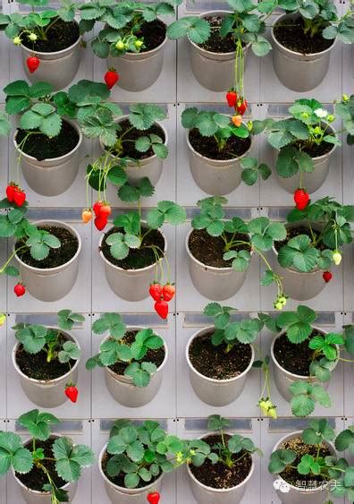 草莓多种立体栽培模式 - 北京智慧农夫农业科技有限公司