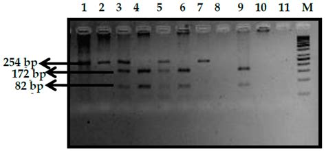 Impact of Genetic Polymorphisms in Modifier Genes in Determining Fetal ...