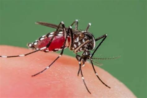 Dehradun News: Dengue Alert! 7671 Locations with Larvae, These Many New ...