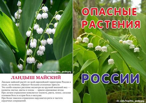 Красные ядовитые цветы - 67 фото