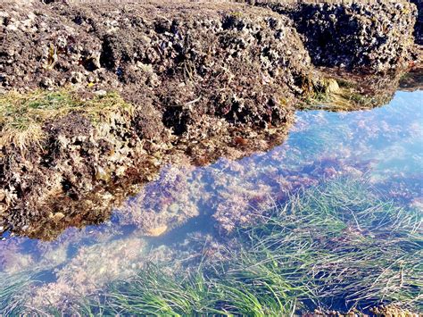 All The Best Beaches in Half Moon Bay: The Bay Area’s Favorite Coastline