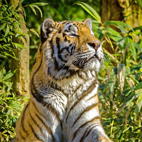 Tiger In The Jungle Free Stock Photo - Public Domain Pictures