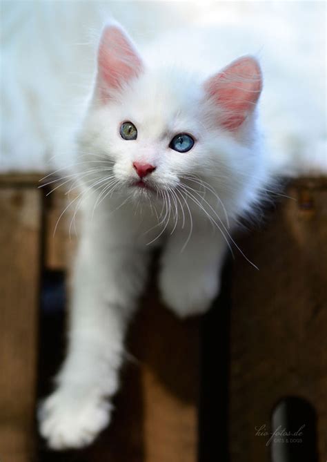 WEISSE Maine Coon Katzenkinder Hamburg in Hamburg | Tiere | Kleinanzeigen