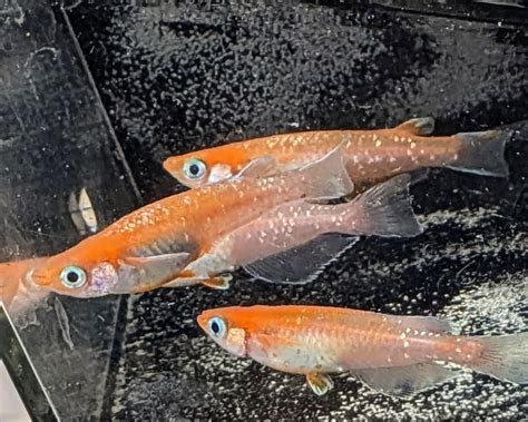 紅マドンナ稚魚7保証3匹追加 メダカ水槽 メダカ種類 メダカの飼い方室内 メダカの飼い方 メダカの飼い方屋外 | だるまめだか