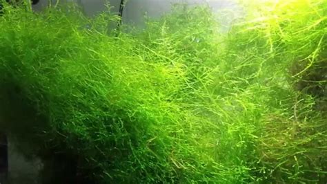 How to Grow Java Moss 的图像结果